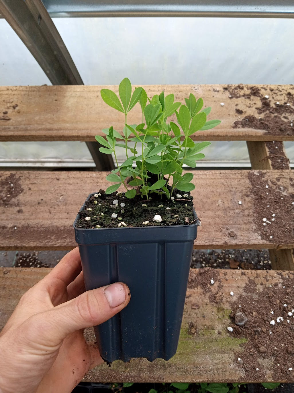 Blue Wild Indigo Plant - Baptisia australis - 3.5" Pot