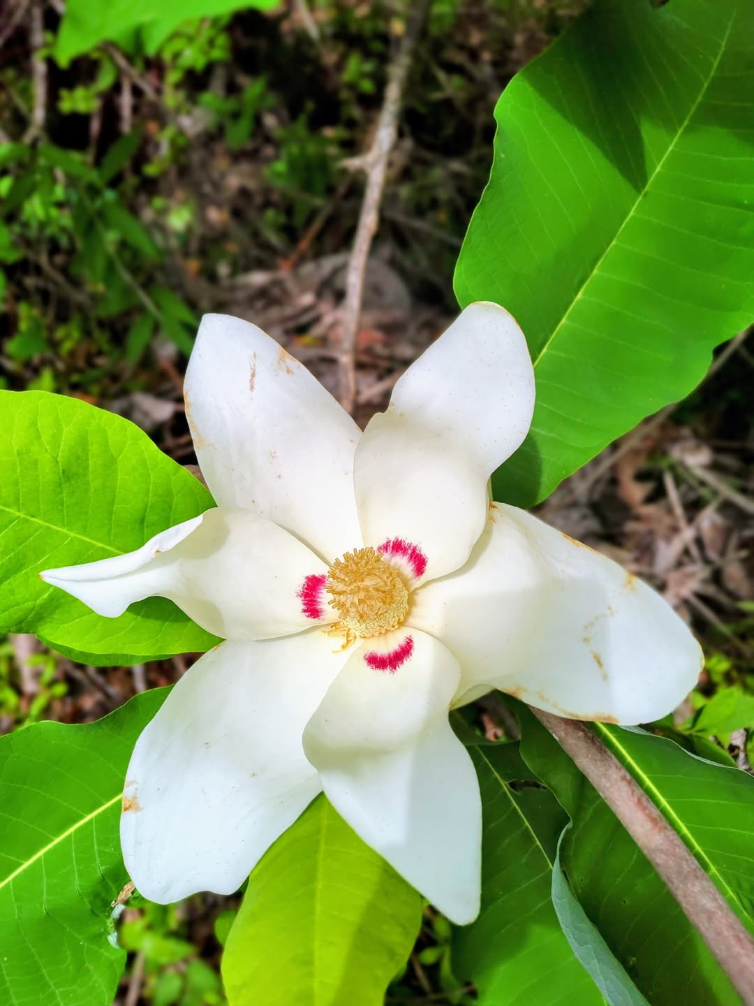 Bigleaf Magnolia