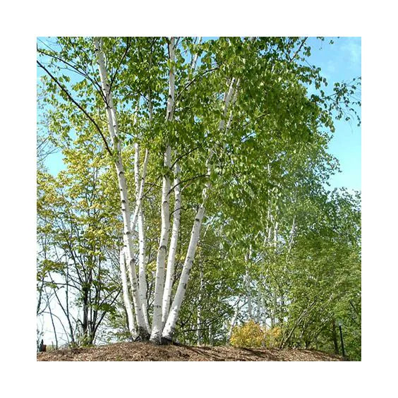 Paper Birch Clump Form (Betula papyrifera)