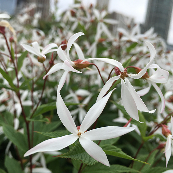 Bowmans Root Plant - Porteranthus stipulatus - 3.5" Pot