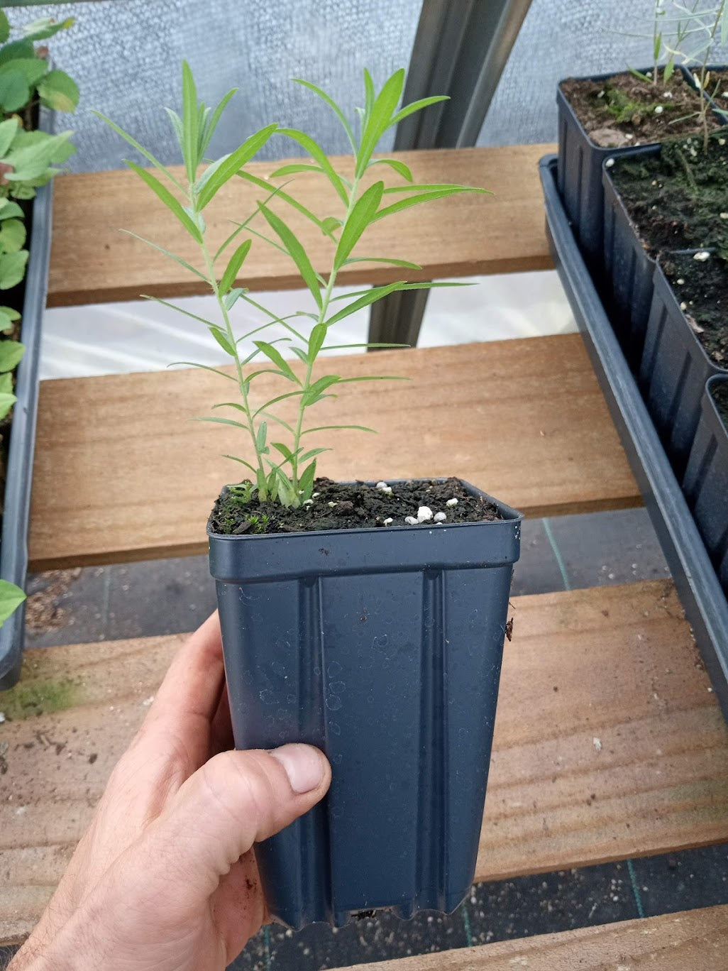 Butterfly Weed Plant - Asclepias tuberosa - 3.5" Pot
