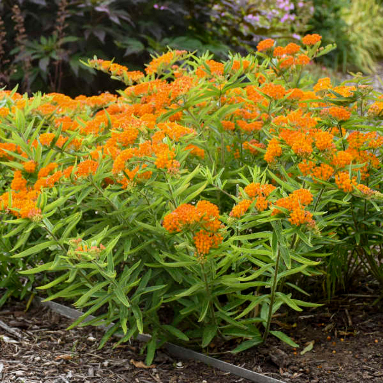Butterfly Weed Plant - Asclepias tuberosa - 2" Plug