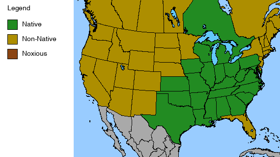 Wild Hyacinth Plant - Camassia scilloides - 2" Plug