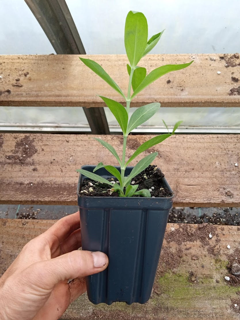 Royal Catchfly Plant - Silene regia - 3.5" Pot