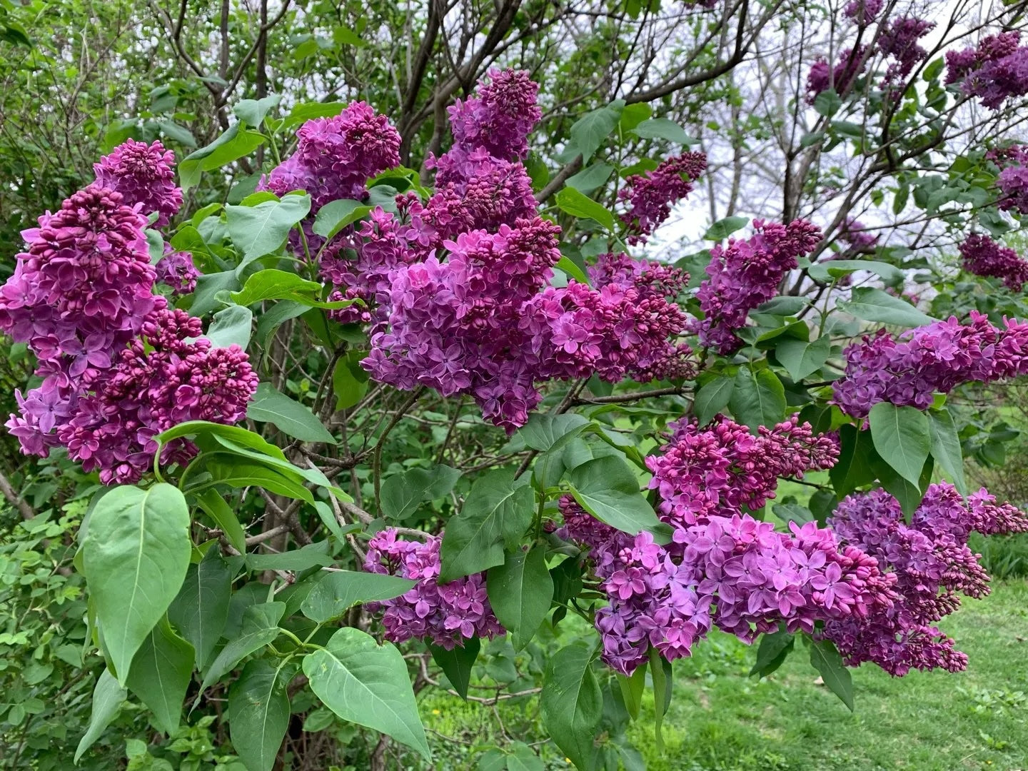 Charles Joly Lilac