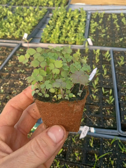 Woodland Columbine Plant - Aquilegia canadensis - 2" Plug