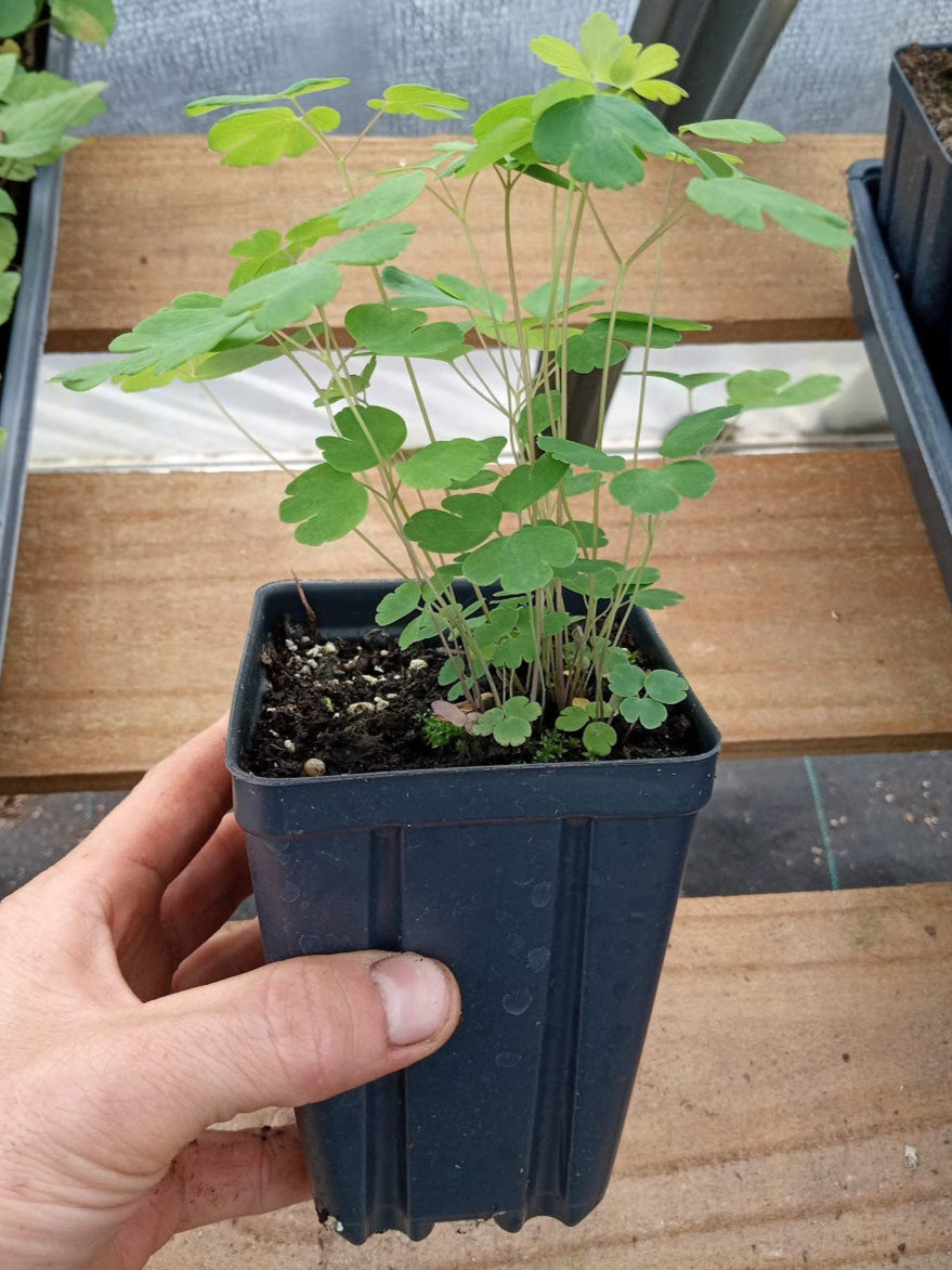 Woodland Columbine Plant - Aquilegia canadensis - 3.5" Pot