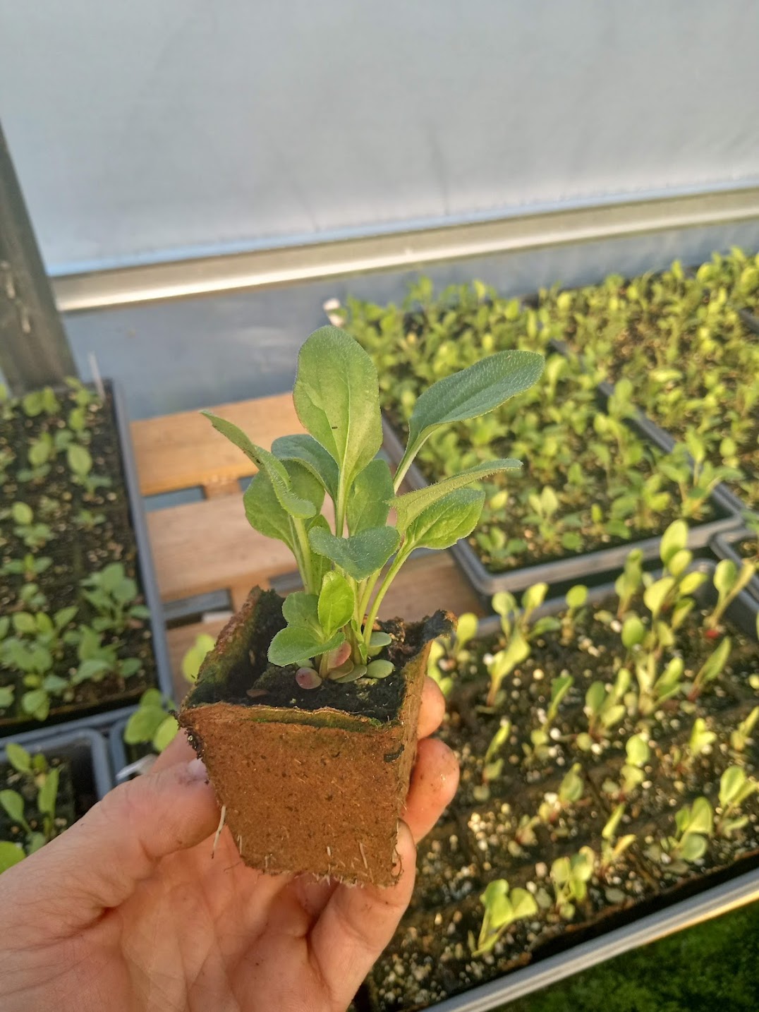 Purple Coneflower Plant - Echinacea purpurea - 2" Plug