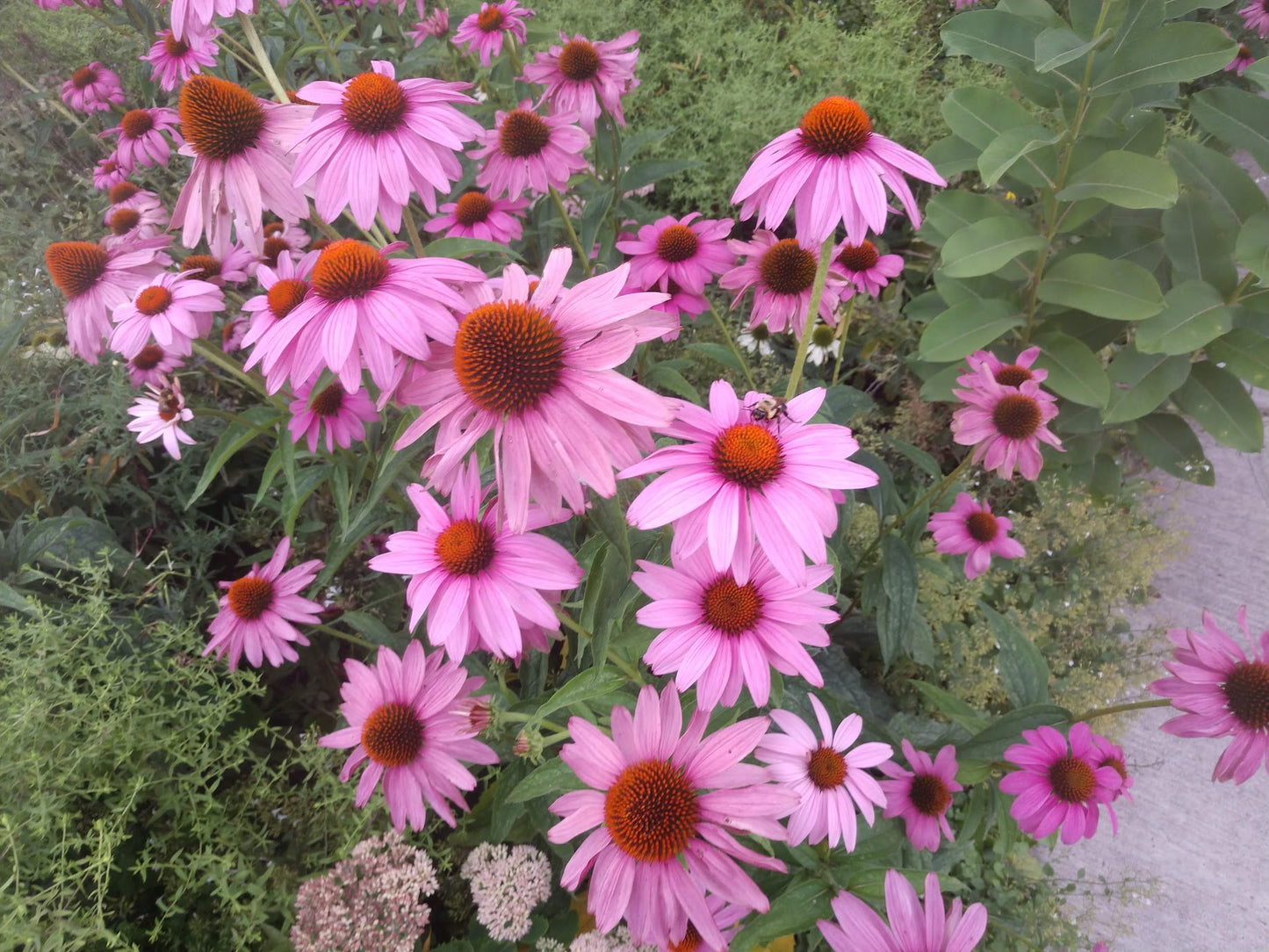 Purple Coneflower Plant - Echinacea purpurea - 3.5" Pot