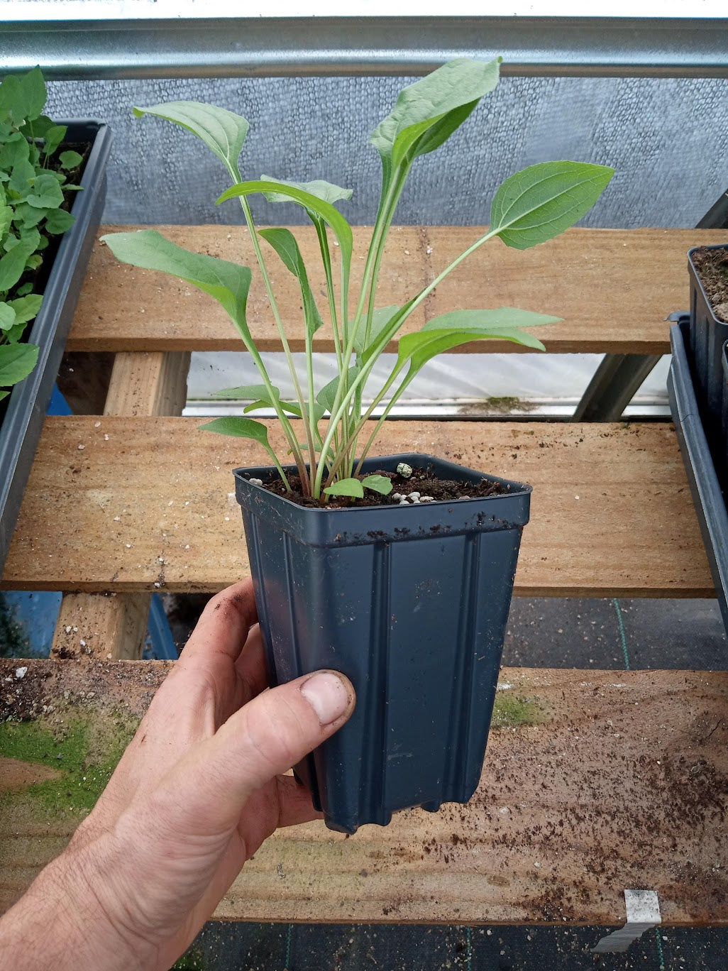 Purple Coneflower Plant - Echinacea purpurea - 3.5" Pot