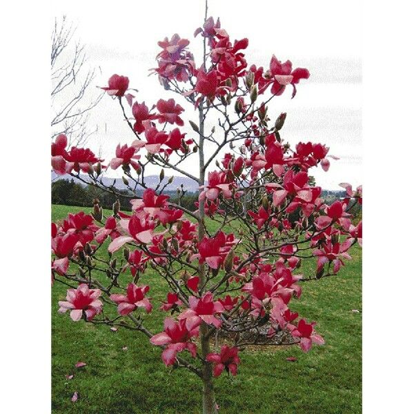 Magnolia Tinkerbelle (Magnolia x Tinkerbelle) 4ft tall