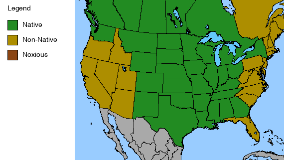 Purple Prairie Clover Plant - Dalea purpurea - 2" Plug