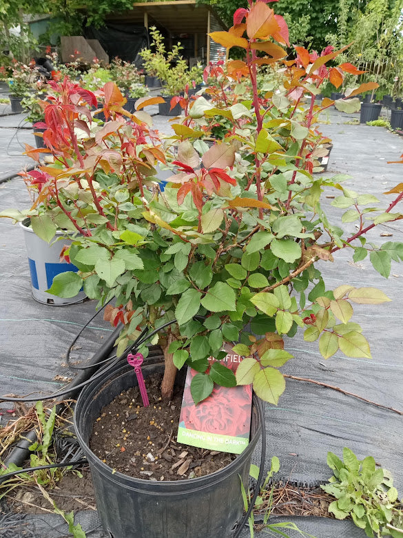 Dancing In The Dark - Hardy Rose Plant