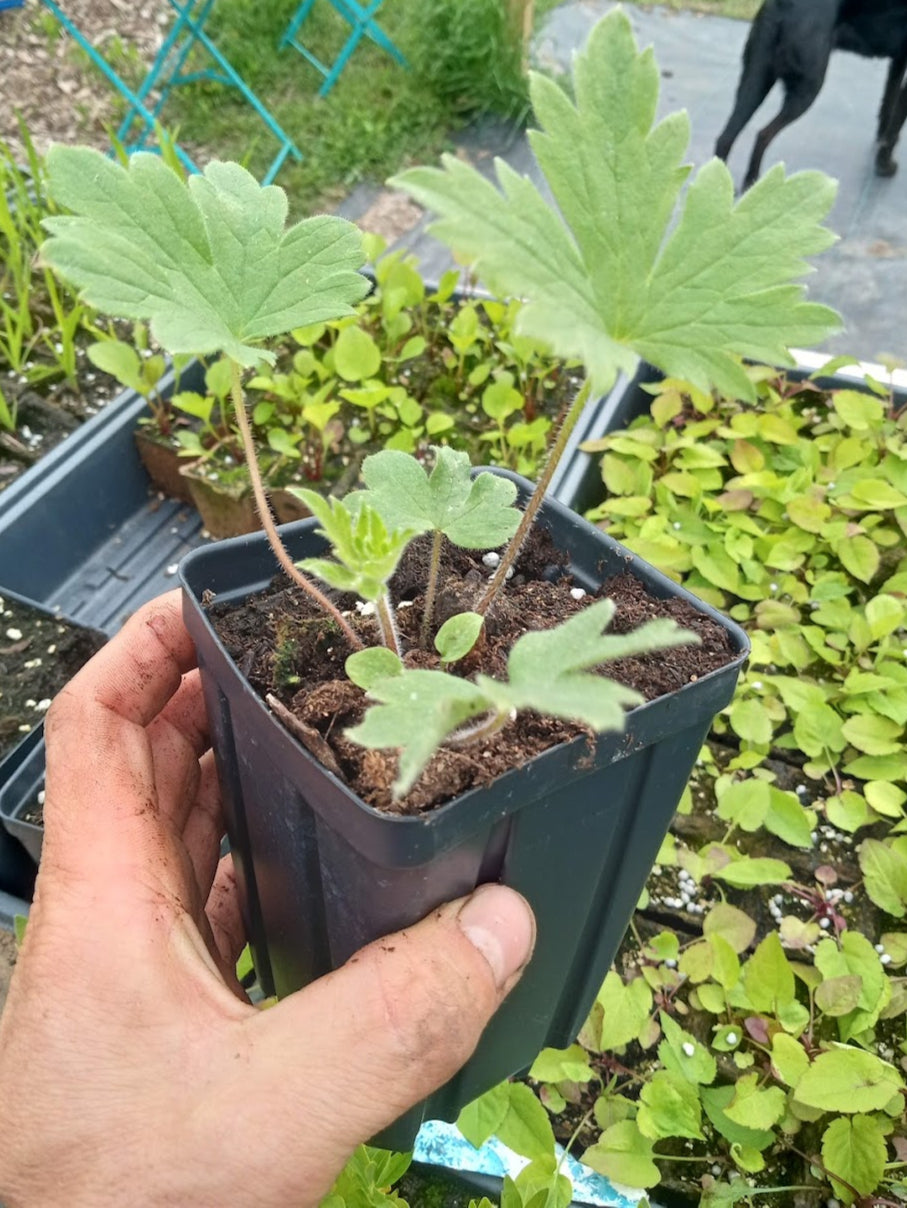 Pacific Giant Delphinium Plant - Delphinium elatum - 3.5" Pot