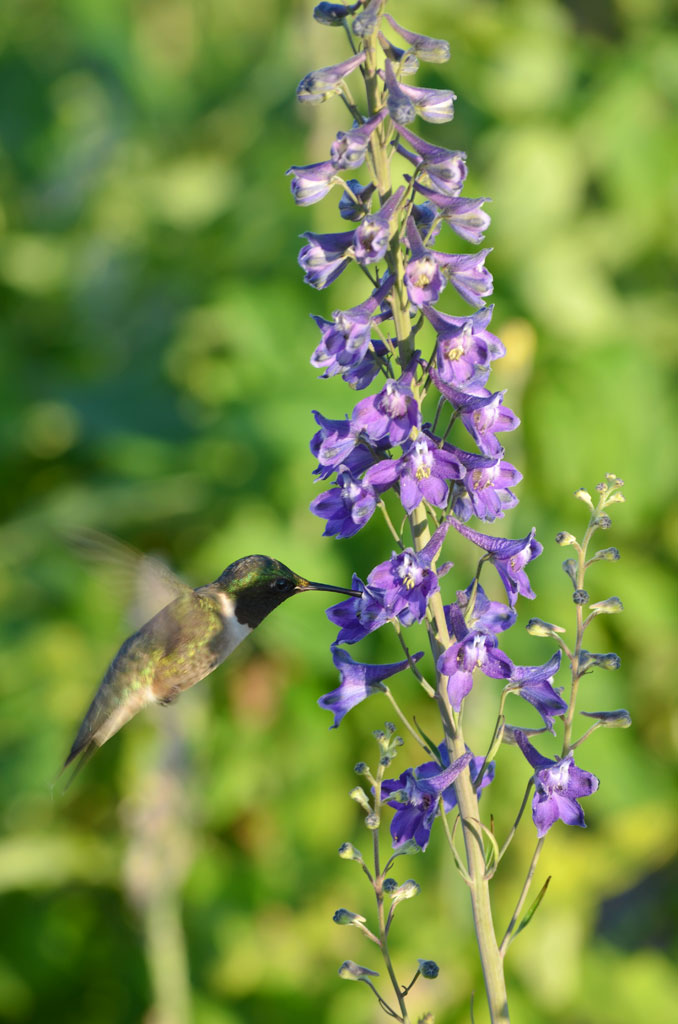 Tall Larkspur Plant - Delphinium exaltatum - 3.5" Pot