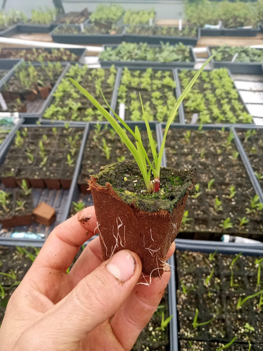 Dense Blazing Star Plant - Liatris spicata - 2" Plug