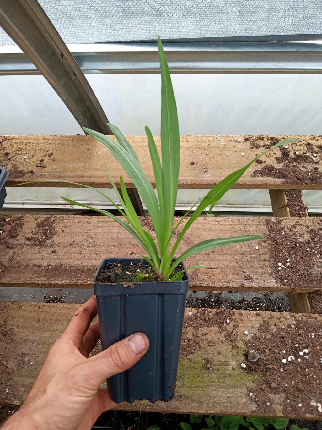 Dense Blazing Star Plant - Liatris spicata - 3.5" Pot