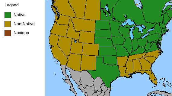 Showy Tick Trefoil Plant - Desmodium canadense - 2" Plug