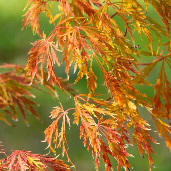 Japanese Maple Orangeola (Acer p. dissectum) - Branched