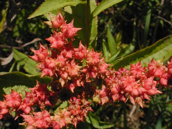 Penthorum sedoides - Ditch Stonecrop - Starter Plant