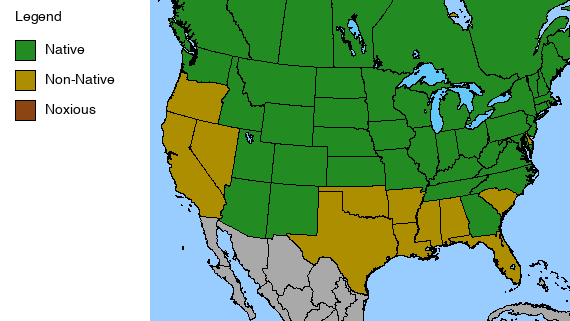 Joe Pye Weed Plant - Eutrochium maculatum - 2" Plug