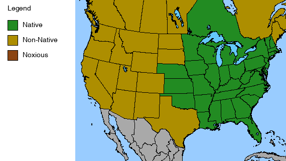 Sweet Joe Pye Weed Plant - Eutrochium purpureum - 2" Plug