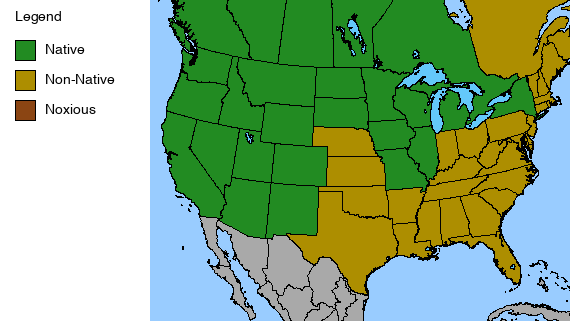 Prairie Smoke Plant - Geum triflorum - 2" Plug