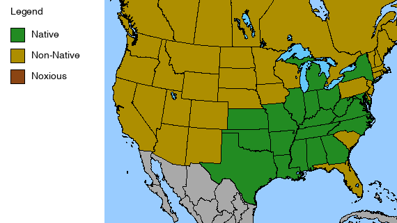 Bowmans Root Plant - Porteranthus stipulatus - 2" Plug