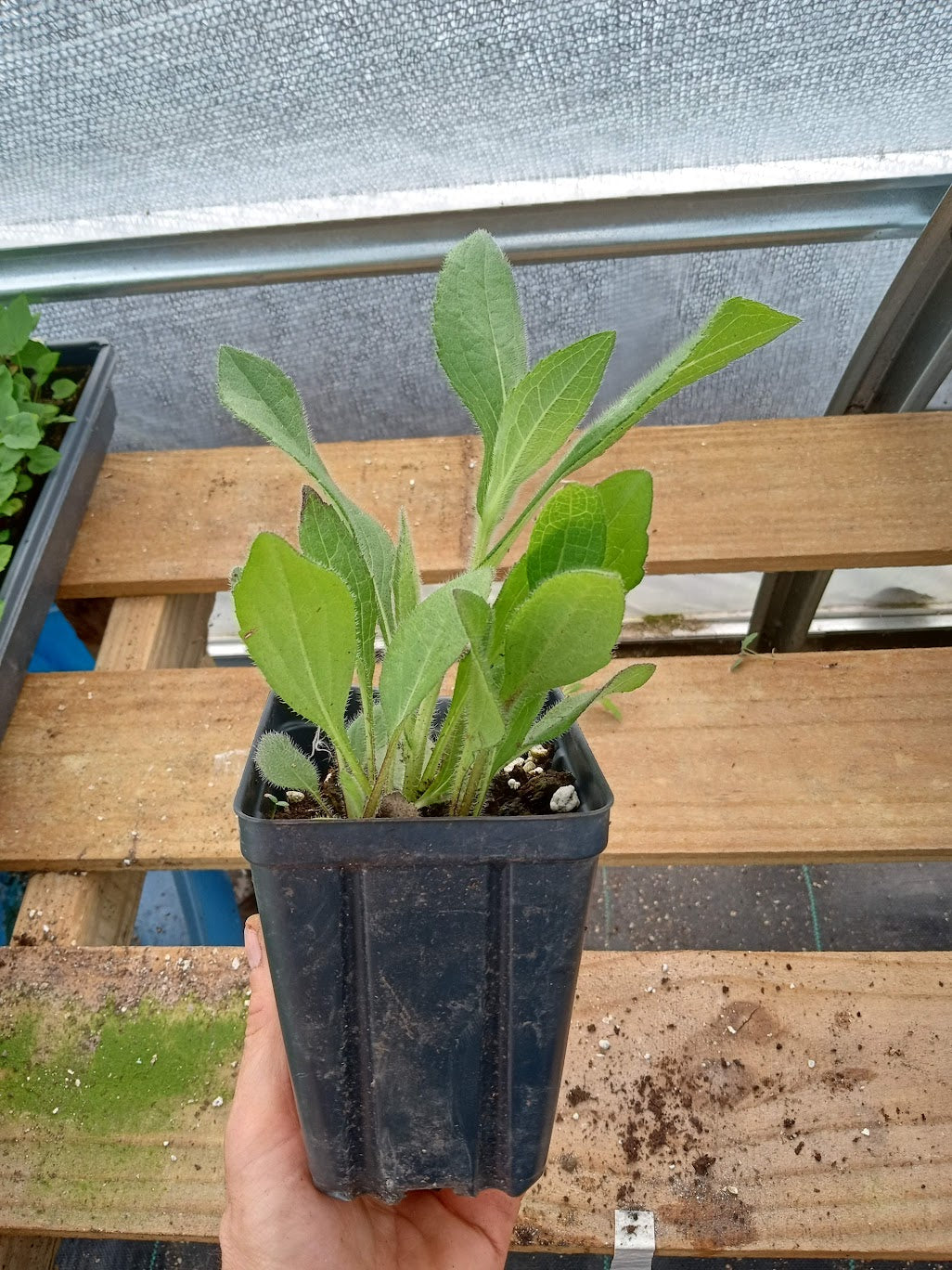 Gloriosa Daisy Plant - Rudbeckia Hirta - 3.5" Pot