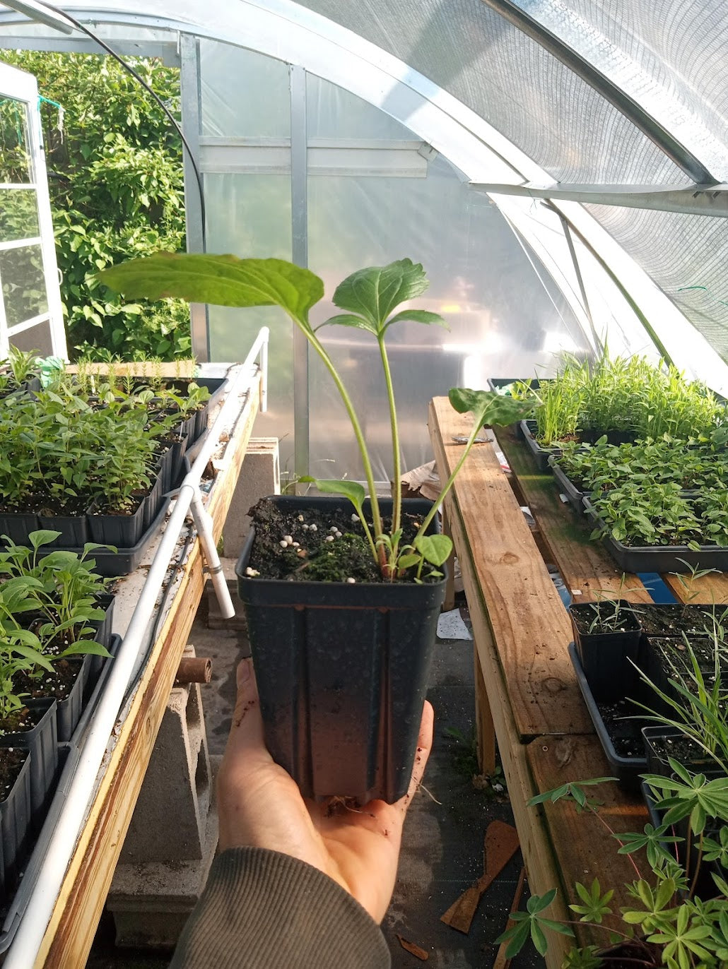 Wild Golden Glow Plant - Rudbeckia laciniata - 3.5" Pot