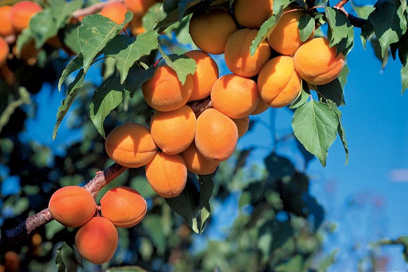 Harcot Apricot (Prunus armeniaca) – 6ft Tall - Easy - Dwarf