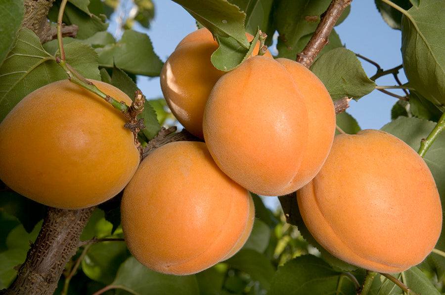 Harglow Apricot – Dwarf