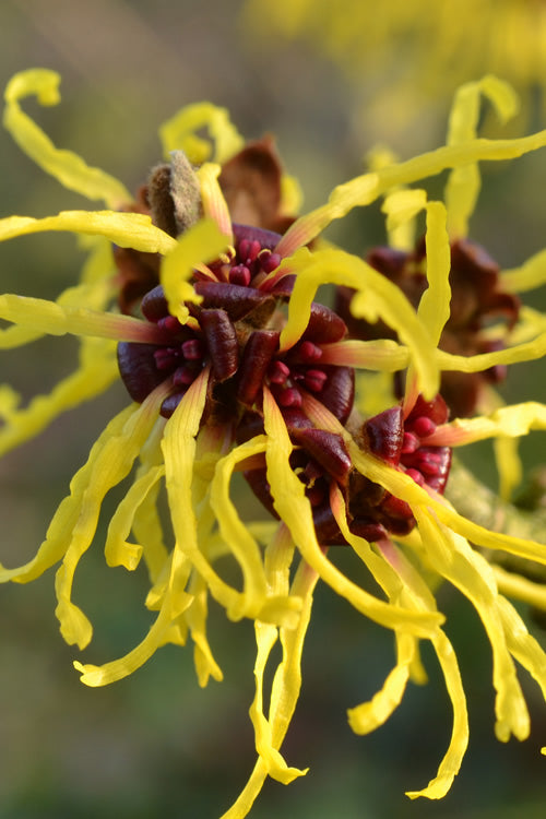 American Witch Hazel