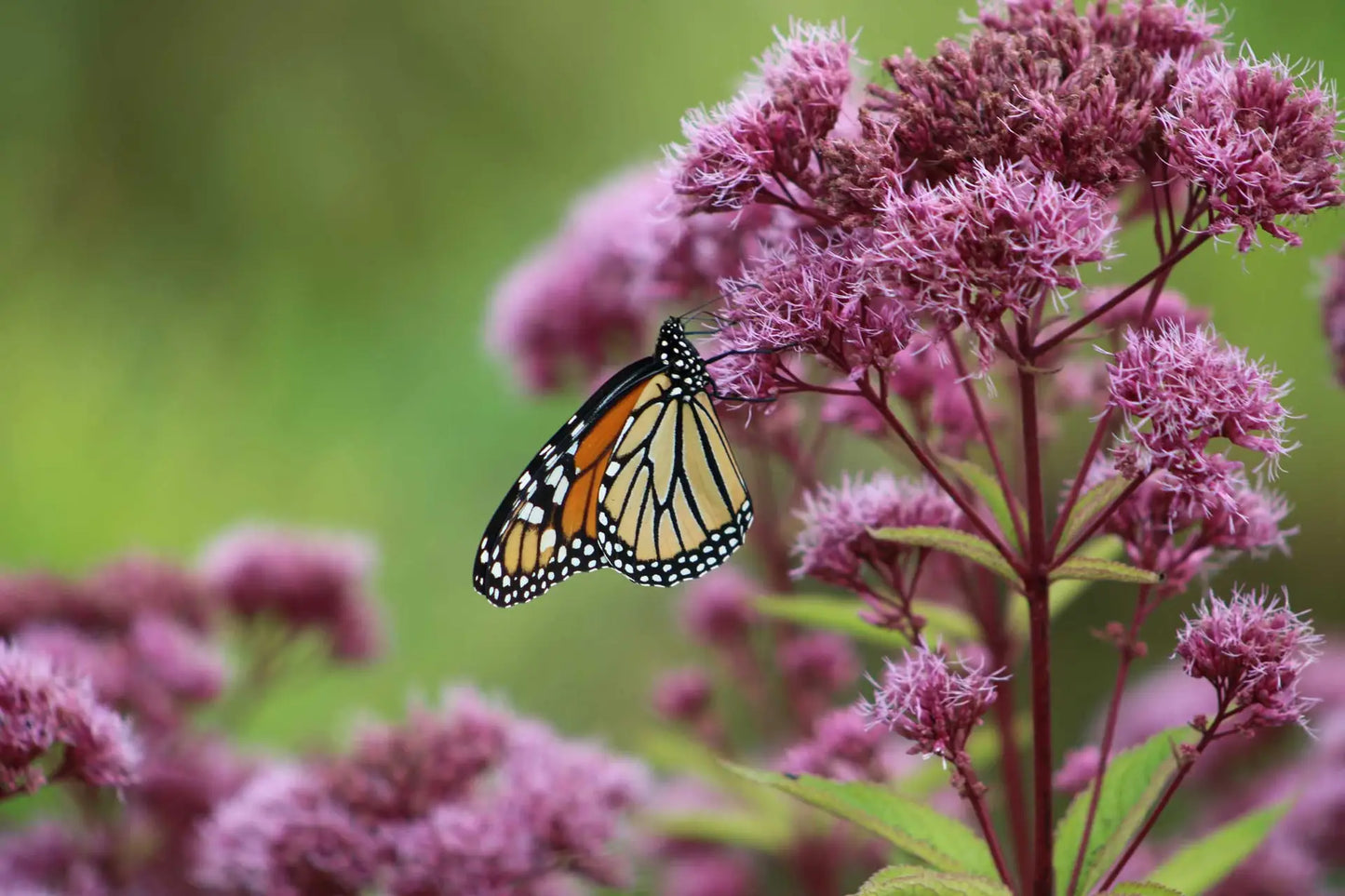 Joe Pye Weed Plant - Eutrochium maculatum - 3.5" Pot