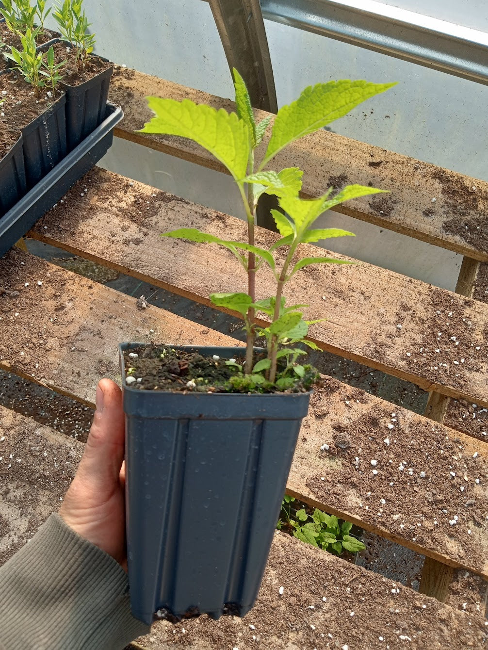 Joe Pye Weed Plant - Eutrochium maculatum - 3.5" Pot