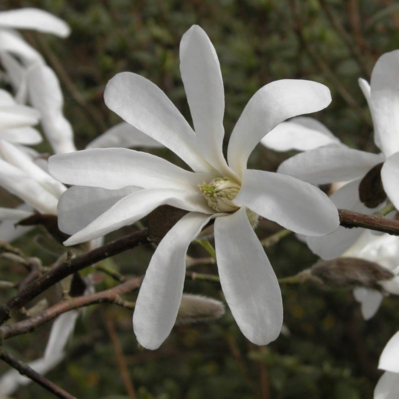 Kobus Magnolia