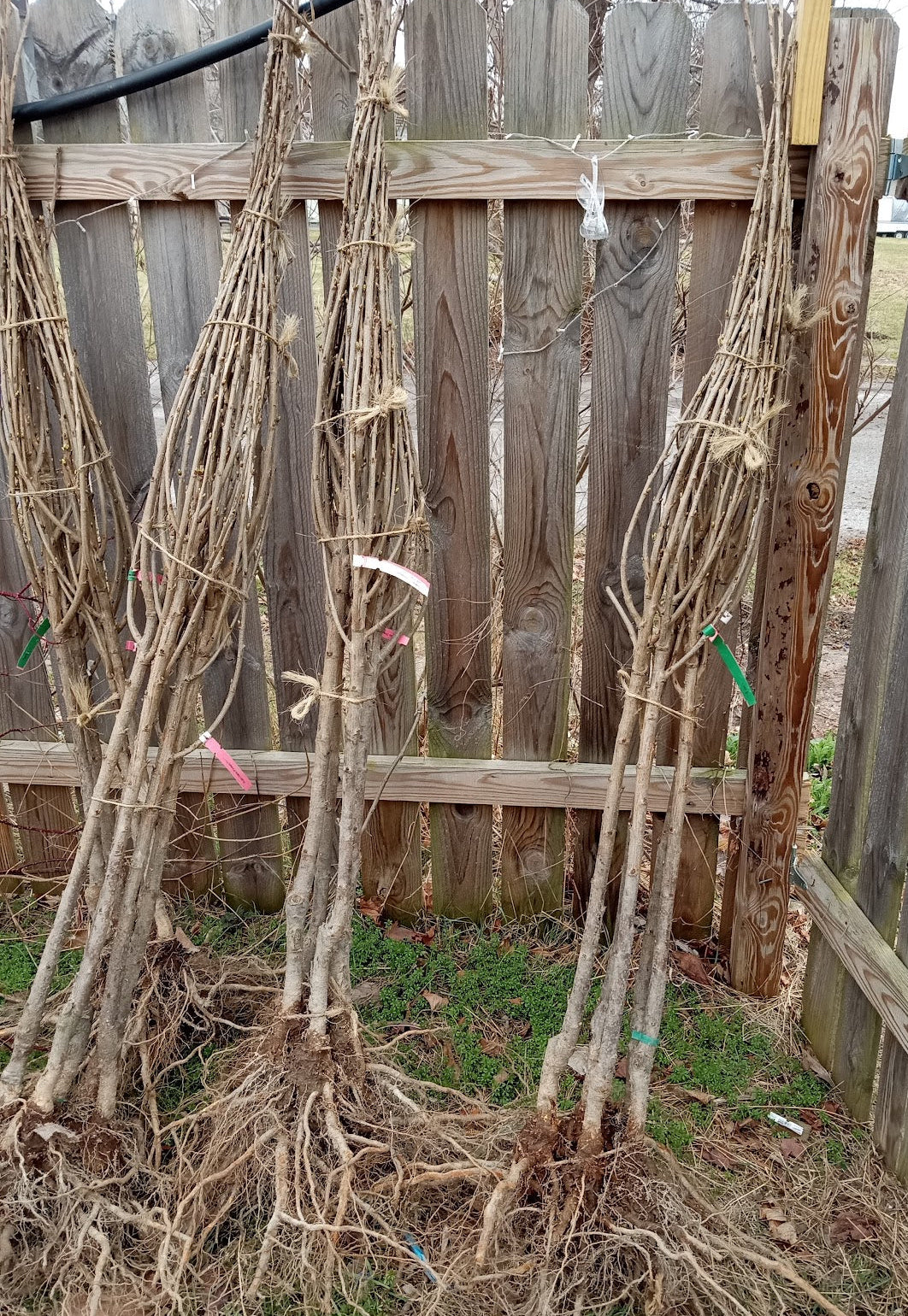 Lapin Cherry – Dwarf