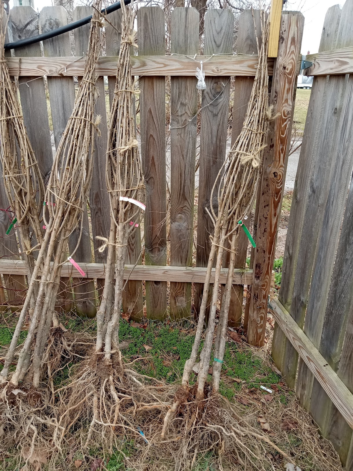 Lapins Cherry Tree – Semi-Dwarf Rootstock