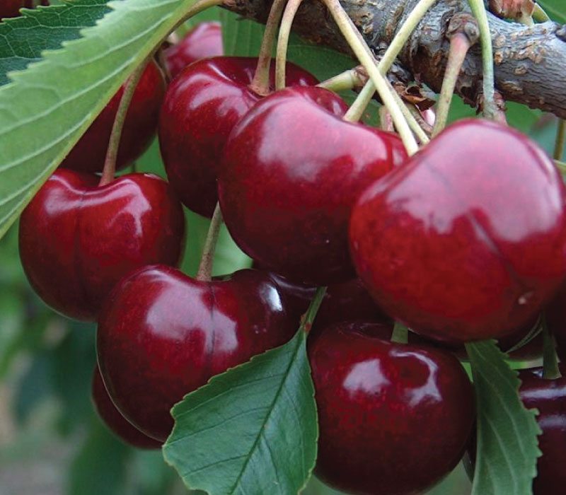 Lapins Cherry (Prunus avium) – Dwarf