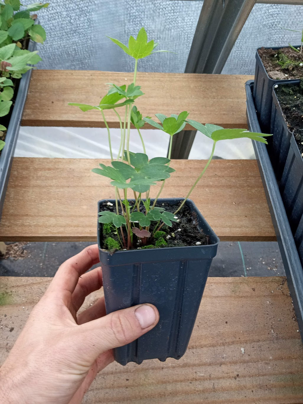 Tall Larkspur Plant - Delphinium exaltatum - 3.5" Pot