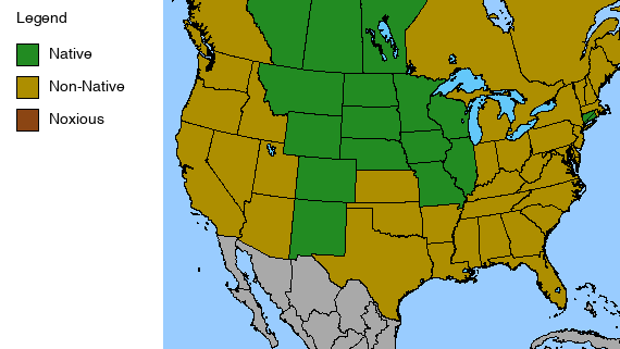 Meadow Blazing Star Plant - Liatris ligulistylis - 2" Plug