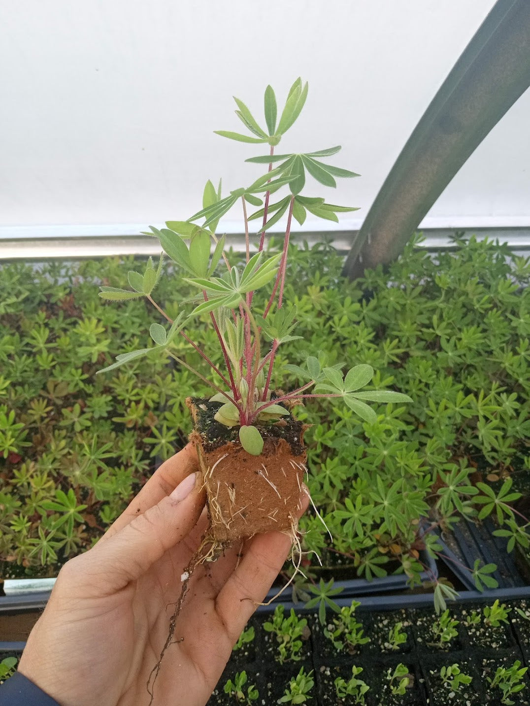 Red Lupine Plant - Lupinus spp - 2" Plug