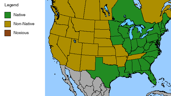 Sundial Lupine Plant - Lupinus perennis - 2" Plug