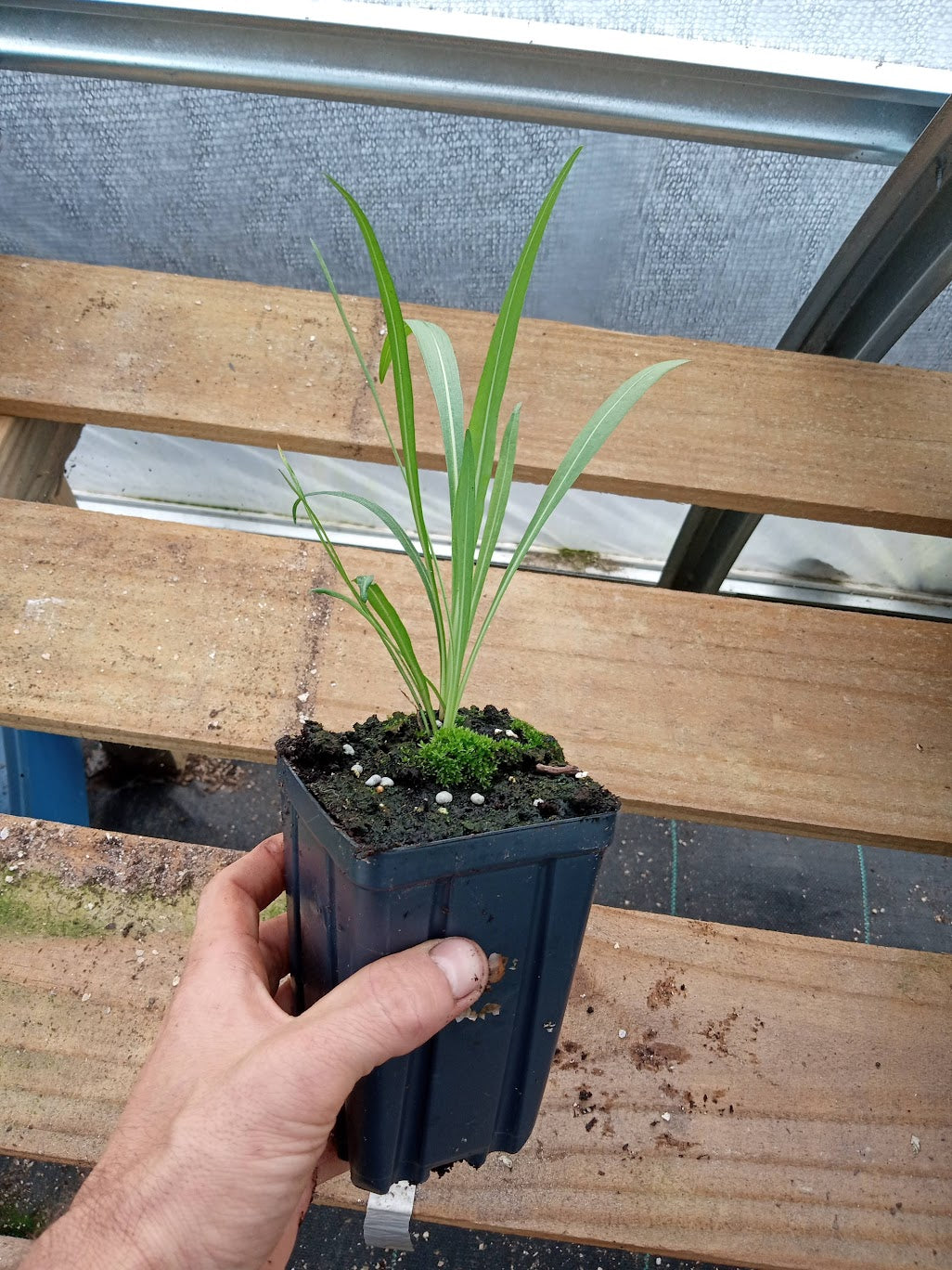 Meadow Blazing Star Plant - Liatris ligulistylis - 3.5" Pot