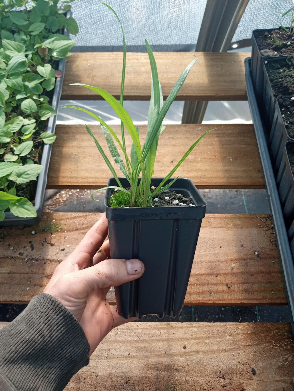 Meadow Blazing Star Plant - Liatris ligulistylis - 3.5" Pot