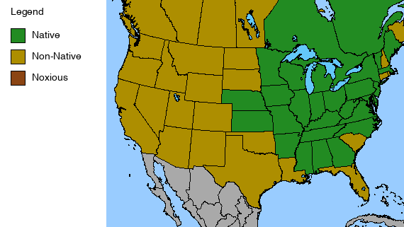 Virginia Bluebells Plant - Mertensia virginica - 2" Plug