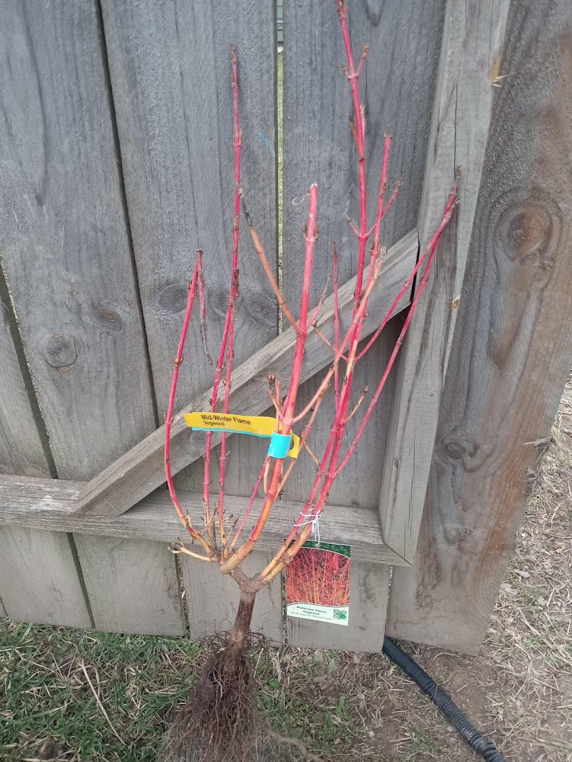 Mid-Winterflame Dogwood (Cornus sanguinea)