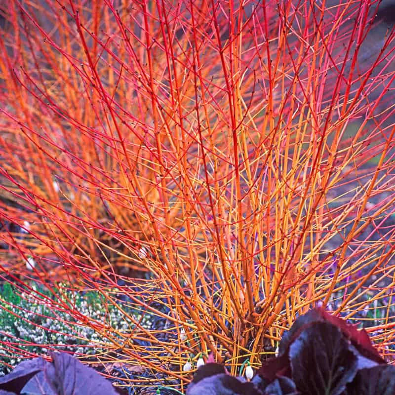 Mid-Winterflame Dogwood (Cornus sanguinea)