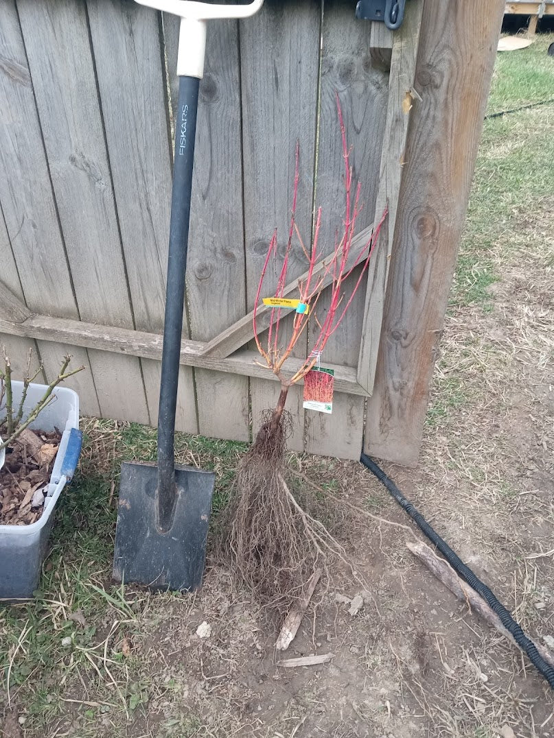 Mid-Winterflame Dogwood (Cornus sanguinea)