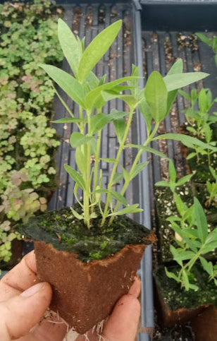 Common Milkweed Plant - Asclepias syriaca - 2" Plug